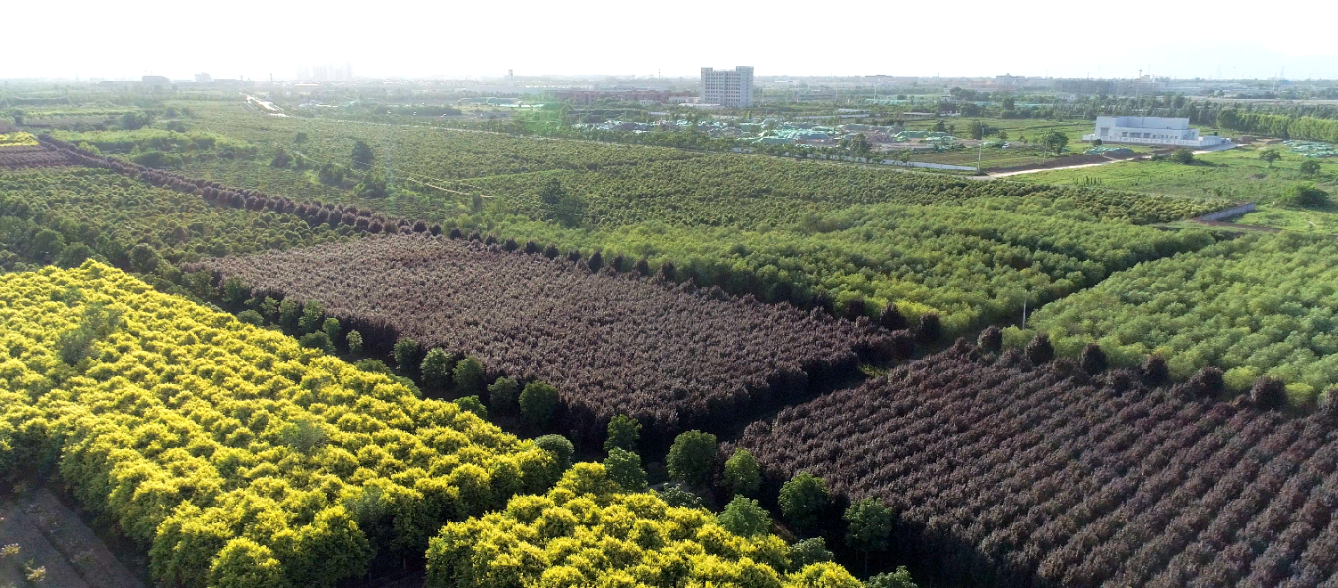 植樹節(jié)|西咸公司栽植綠色 呵護春天