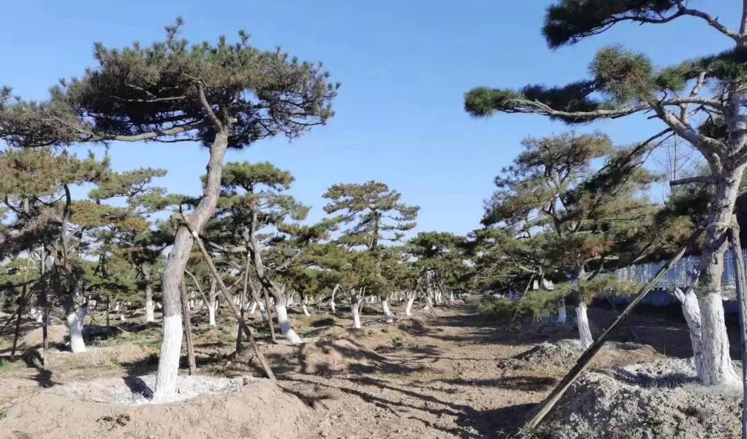 樹木涂白“披新衣” 冬季養(yǎng)護(hù)正當(dāng)時