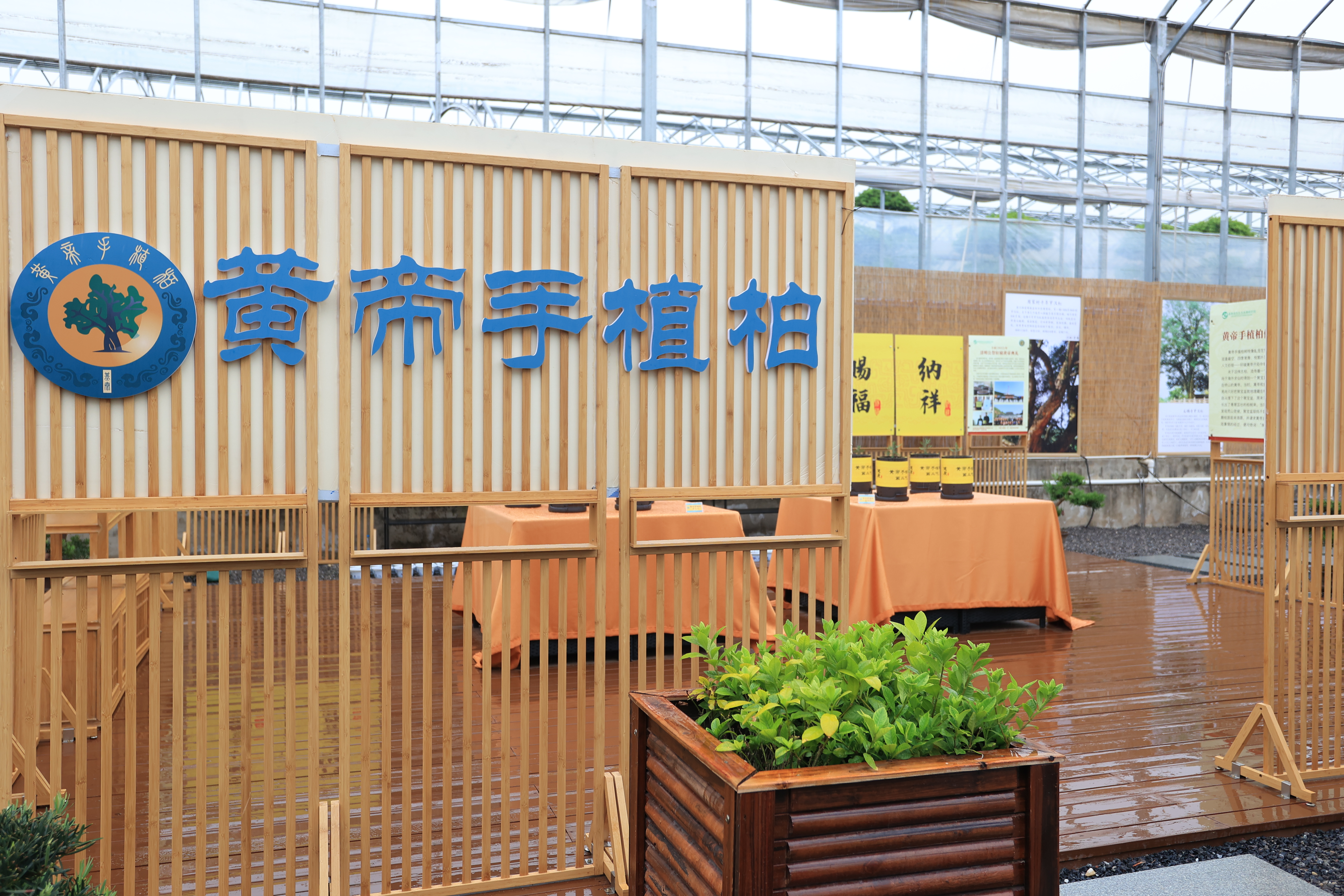 黃帝手植柏培育進展