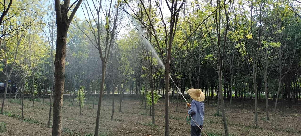 防治美國白蛾！